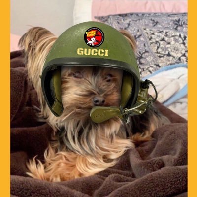 hi guys, my name is gucci. I can’t wait to show my fur frens all my adventures, I hope to make your day :) owners account: @kaylinvvictoria #ZSHQ