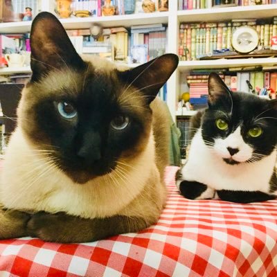 Somos los Influencer Cats Cristofori Fangio y Suetonio Pancho Perez-Pando conocidos en el mundo gatuno como Stiuso y Lauchon