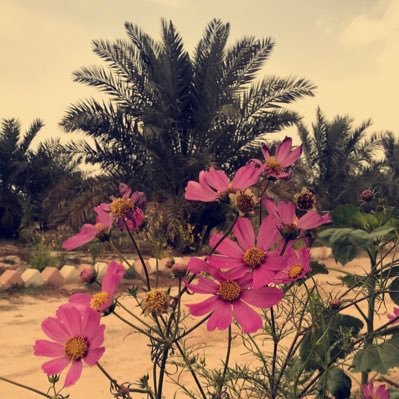 vip94949038's profile picture. للاستشارة في الزراعة الحقلية والبستنة 
واتس فقط :https://t.co/uToqFjTy0y