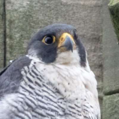 LeamPeregrines Profile Picture