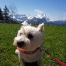 NaokoSteuernag1's profile picture. スイス在住の日本人  関西人 日本のドラマやバラエティー番組が大好き❤️   コテコテの河内弁を話す2児 無口な🇩🇪旦那と🇨🇭生活が充実できるように日々情報集めてます