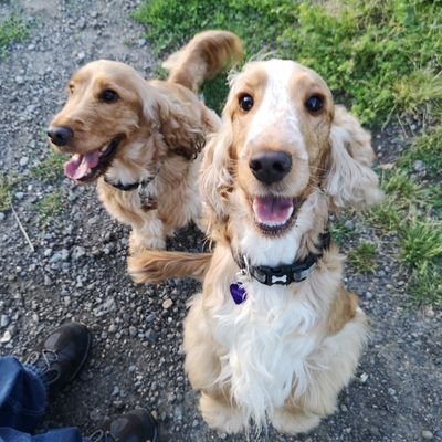 Hi, we're Ziggy & Luna and we are twin Cocker Spaniels born on David Bowie's birthday ❤️ we have amazing adventures together 😃