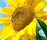 HealthFoodStore's profile picture. 