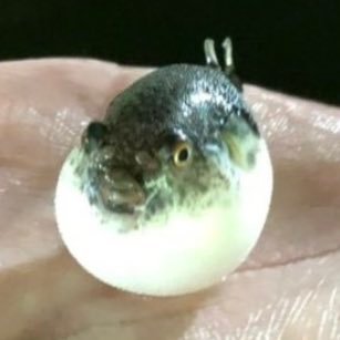 gothamcity99's profile picture. 