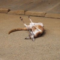 奈々 (@nananonananon) 's Twitter Profile Photo 奈々 (@nananonananon) 's Twitter Profile Photo