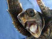 dementemi's profile picture. out and proud dork