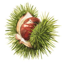 Chestnut Review (@chestnutreview) 's Twitter Profile
