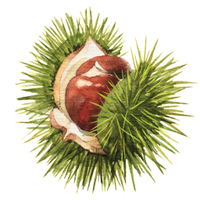 Chestnut Review(@ChestnutReview) 's Twitter Profile Photo