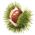 Chestnut Review (@chestnutreview) Twitter profile photo Chestnut Review (@chestnutreview) Twitter profile photo