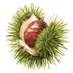 Chestnut Review (@ChestnutReview) Twitter profile photo