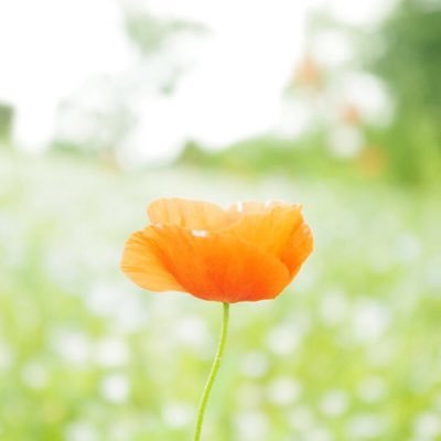 ハナノユメさんのプロフィール画像