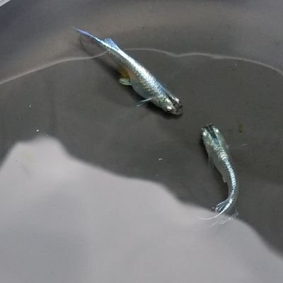 神秘 旧 青幹之メダカ八千代販売地 Dkluxpi7sekjvfv Twitter 神秘 旧 青幹之メダカ八千代販売地 Dkluxpi7sekjvfv Twitter