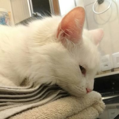 JuhlianaMotta's profile picture. 