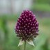 Littleford Flowers (@littlefordfarm) Twitter profile photo Littleford Flowers (@littlefordfarm) Twitter profile photo