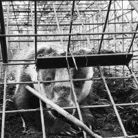 Shropshire Against The Cull 19 (@satc191) 's Twitter Profile