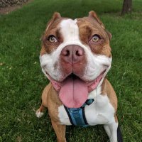 Humane Society SJC (@humanesjc) 's Twitter Profile