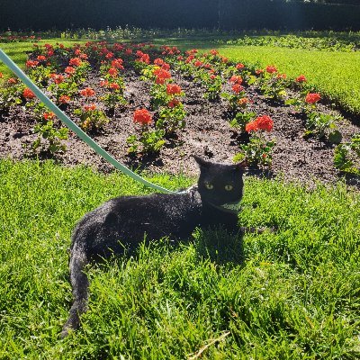 isZaph's profile picture. you don't need a reason to be happy. you do need to not be lazy or untalented. my cat is named Max