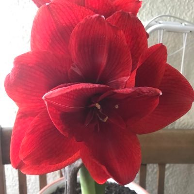 AXEaguirre's profile picture. Psicóloga, terapeuta.luchadora social.