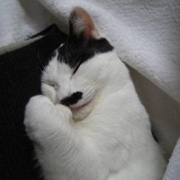 ハナクソ (@hana_chiki_kuso) 's Twitter Profile Photo ハナクソ (@hana_chiki_kuso) 's Twitter Profile Photo