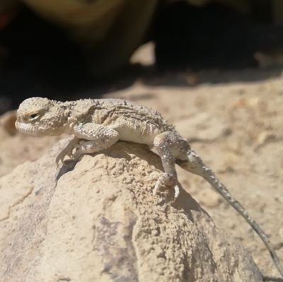 Shaahro1's profile picture. 