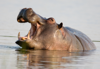 Hippo Potamus Hippos Can Be Sexy Too Hippo Potamus Hippos Can Be Sexy Too