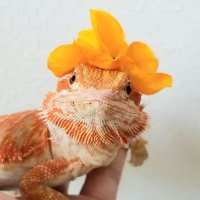 Maple's world (@maples_world) 's Twitter Profile