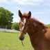 Maine Standardbred Breeders And Owners Association (@mainesirestakes) Twitter profile photo Maine Standardbred Breeders And Owners Association (@mainesirestakes) Twitter profile photo