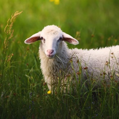 🐏さんのプロフィール画像