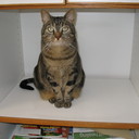 Donna Mansur - @wowcat - Twitter