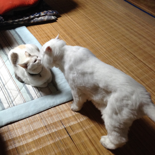 きちゅびび ぷくたん アルミ板には意地でも乗らないマン おやすびー