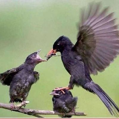 IudiTonie's profile picture. 