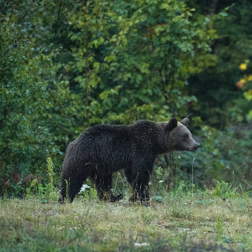 Protecting and restoring forests, habitats, and species in the Carpathian Mountains since 2009