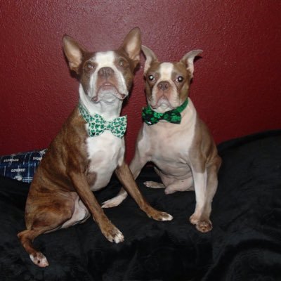 MaaShealth's profile picture. We make Molecules As A Service, to help people and their companions stay healthy. MAAS Health dot com