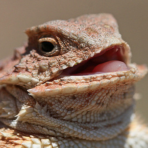 Blex__'s profile picture. 