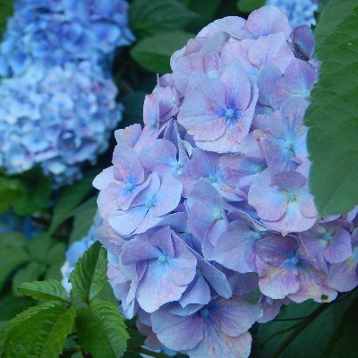 神奈川県鎌倉市の植物園です。
開花情報やイベント情報などをアップしていきます。フォローバック・リプライは行っておりませんのでご了承下さい。
※園利用や園芸に関するお問い合せは当園HPのお問い合せフォームまでお願い致します。
【Instagram】https://t.co/XbalVbof7K