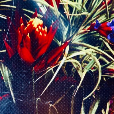 adamayhope's profile picture. 