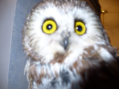 ross_pope's profile picture. 