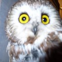 Ross Pope - @ross_pope - Twitter