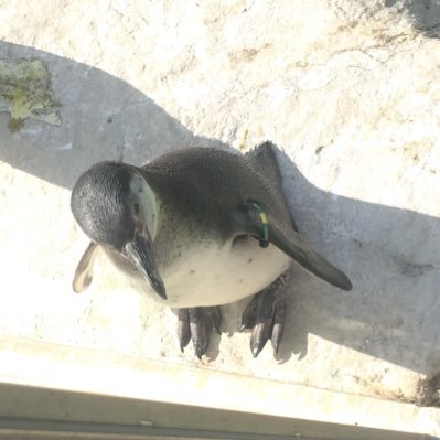 あっぷるてぃさんのプロフィール画像