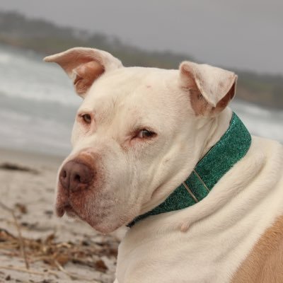 🐶🐱 501c3 Nonprofit Dog/Cat Rescue in California that rescues from local East Bay Area shelters, fosters them & adopts them out to wonderful homes! 🐾