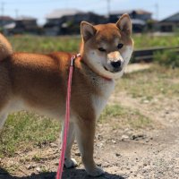 プレミアムママ (@ikchansan) Twitter profile photo