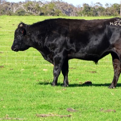 Producers of premium quality fullblood Wagyu cattle.