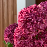 元転勤族のぴよきよは大型猫といっしょ。 (@ljiioqxmboufhda) Twitter profile photo