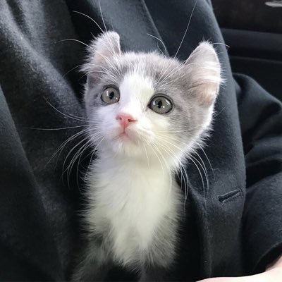 P2kKK4oUcPEtamr's profile picture. 4月11日に先住兎のシグレが虹の橋を渡り、5月6日に新しく迎えた猫の モカ 【令和2年3月21日生まれ（♂）】と先住猫の 琥珀 【令和元年6月1日生まれ（♀）】との生活をコハパパと一緒にTWして行きます😊 DMはすみませんが対応❌#猫 #仔猫 #子猫 #メインクーン #ノルウェージャンフォレストキャット #ミックス