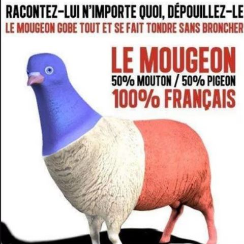 Danydan le mougeon