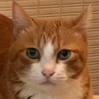 猫のわんわー捜索中 (@niyasuke1987) 's Twitter Profile Photo 猫のわんわー捜索中 (@niyasuke1987) 's Twitter Profile Photo