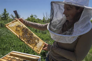 I am a honey bee researcher at Michigan State University.  My work focuses on understanding risk factors for honey bee disease transmission.