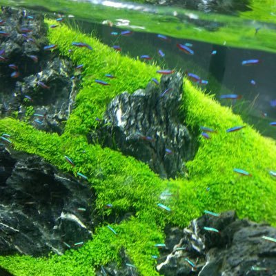 nukkurinnni's profile picture. 新NISA→オルカン1800万予定