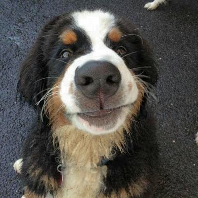 Bernese Mountain Dog.  Visit us on #tongueouttuesday! Enzo 🌈 Dinah & Perri carrying the torch. https://t.co/b60fIVBoYM