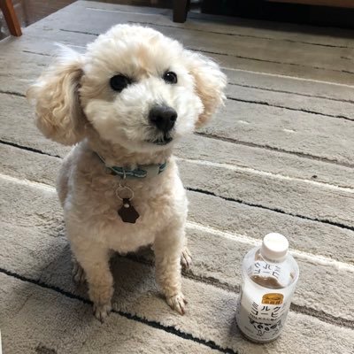 cascom13's profile picture. ギター弾き語り